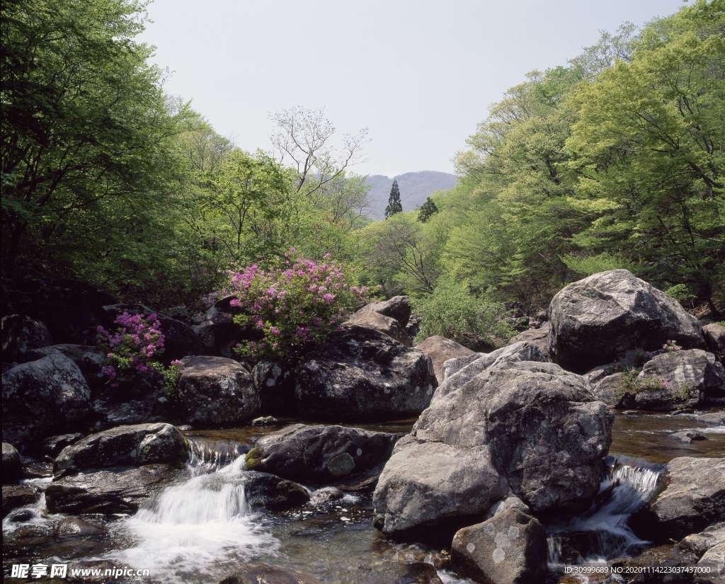 森林风景