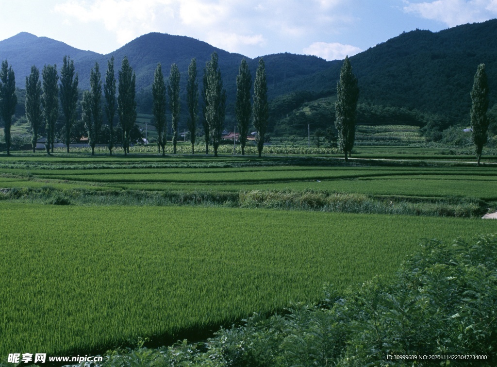 森林风景