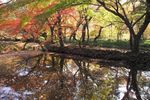 森林风景