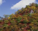 森林风景