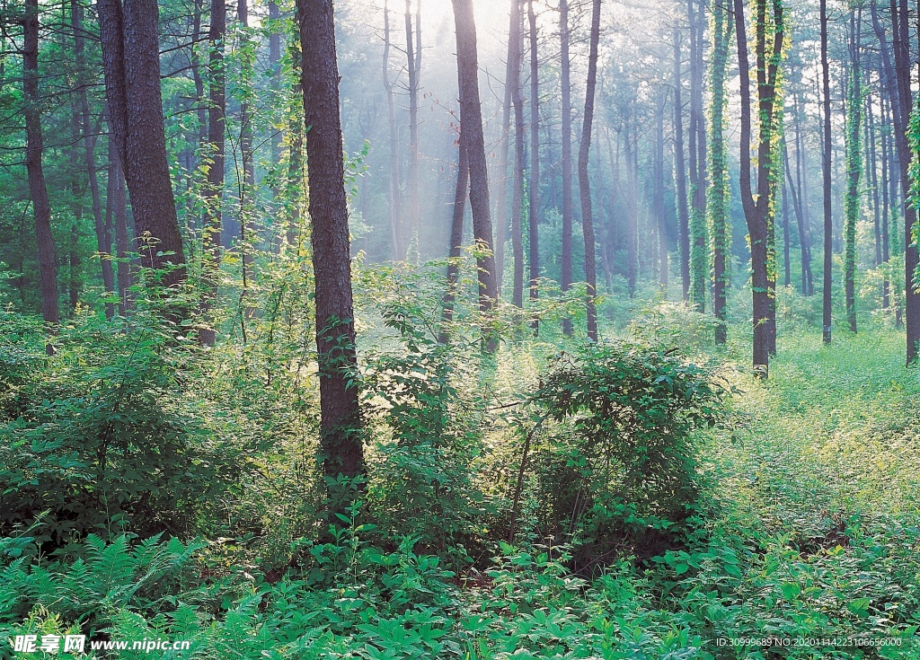 森林风景