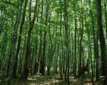 森林风景