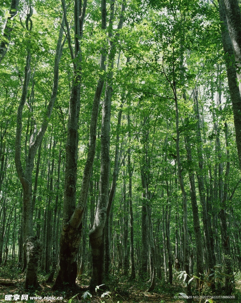 森林风景