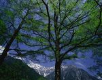 森林风景