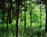 森林风景