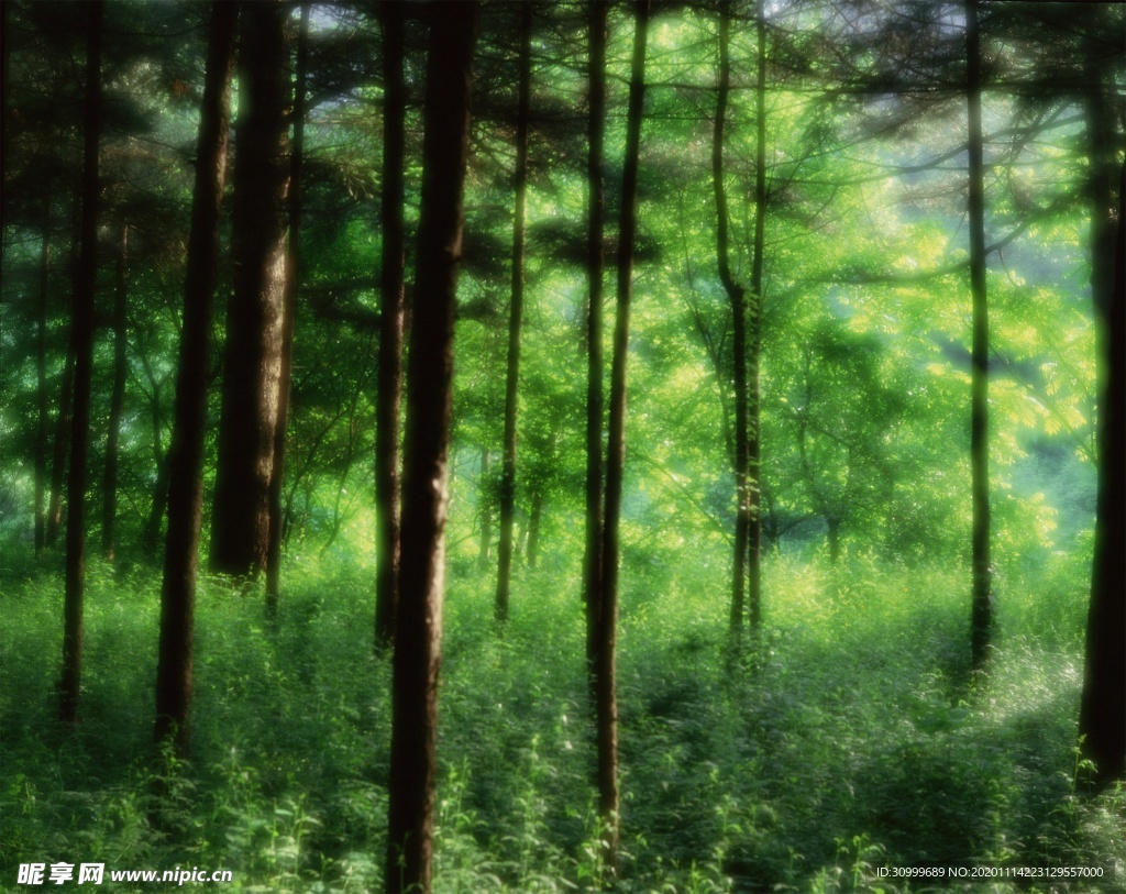 森林风景