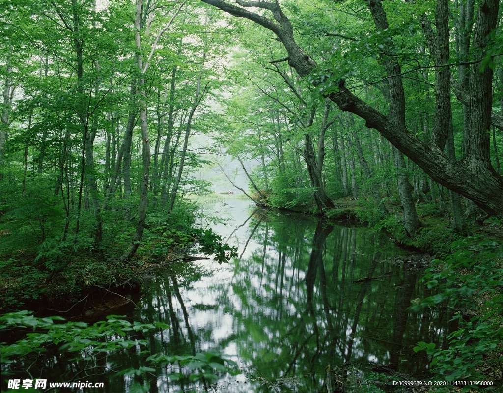 森林风景