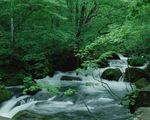 森林风景