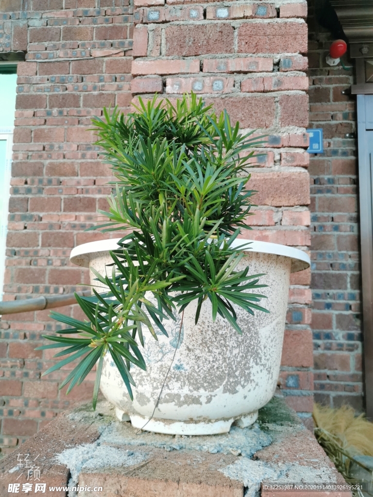 盆栽