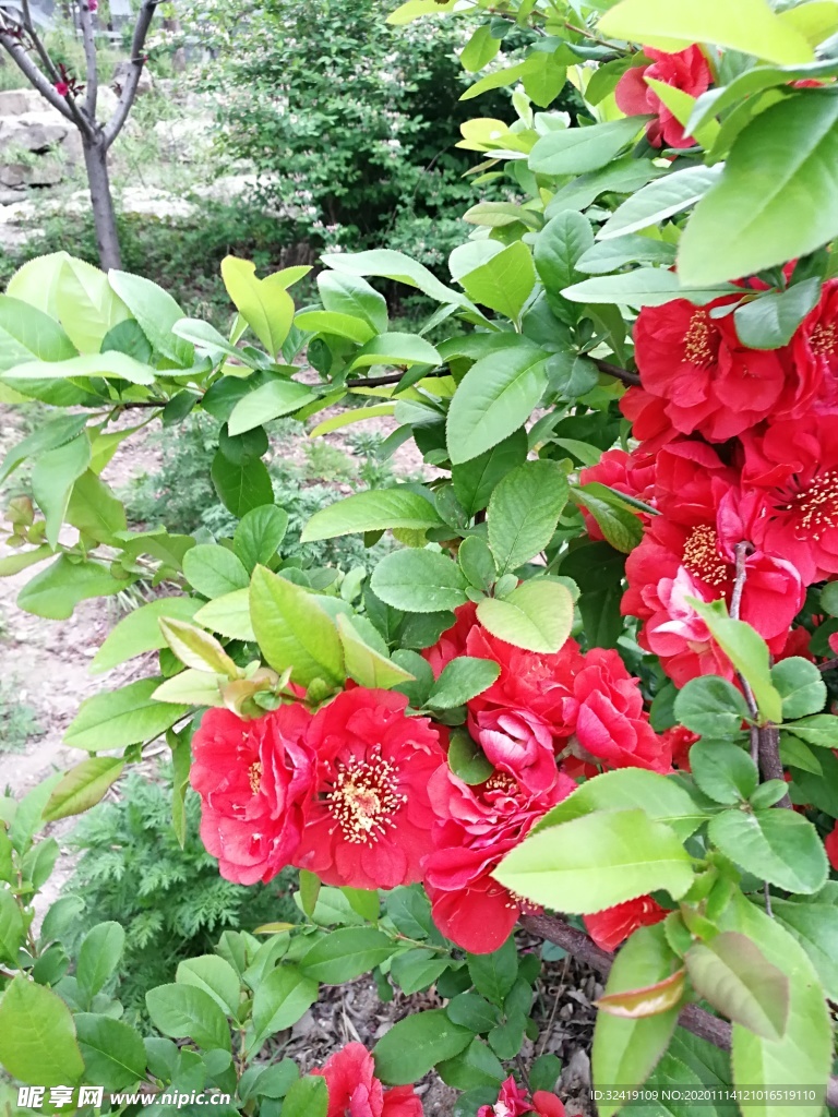 红花