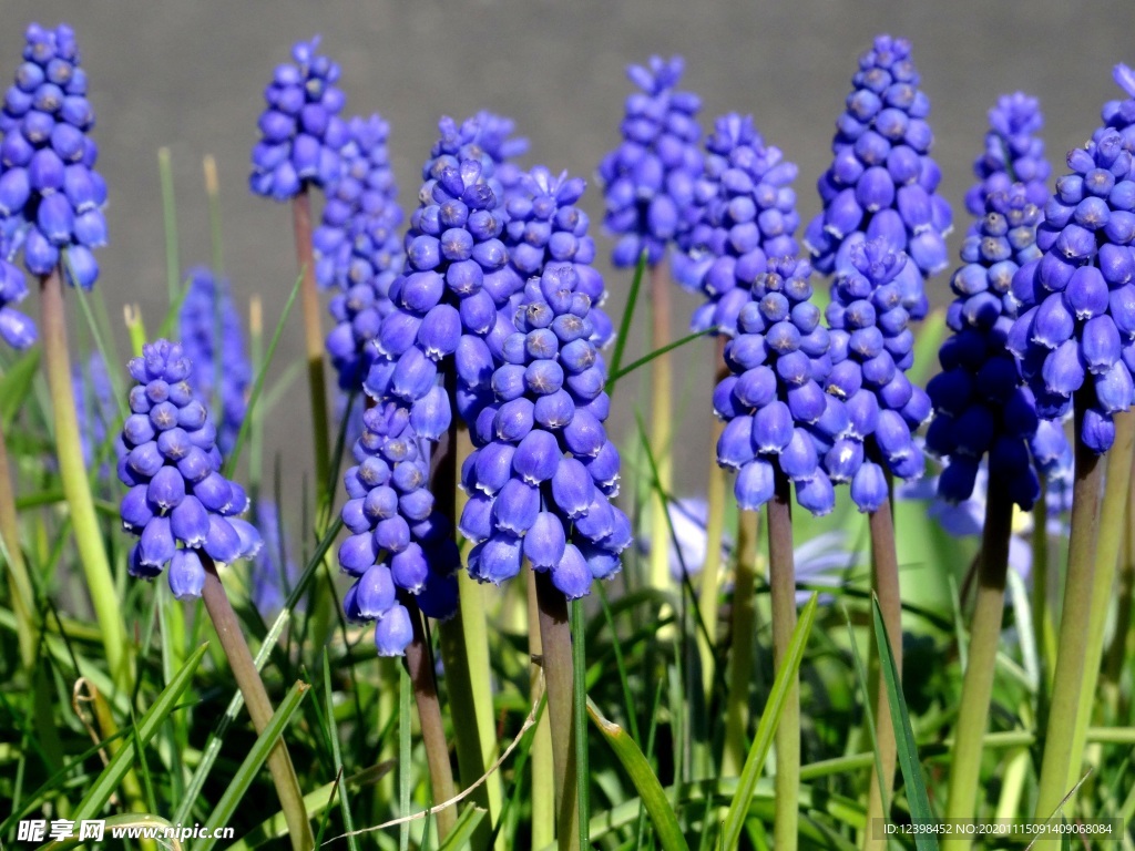 蓝色的风信子鲜花