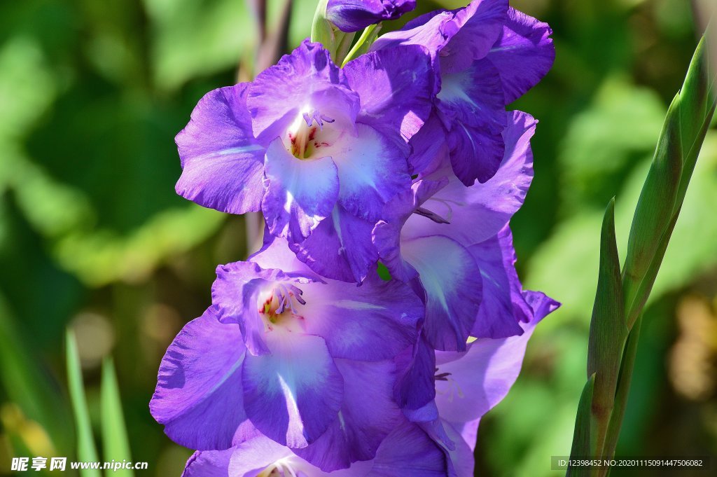 唐菖蒲鲜花