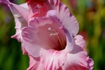 唐菖蒲鲜花