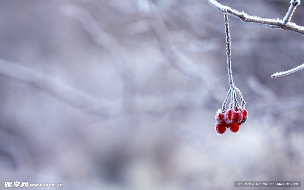 冰冻的树枝上的红色小果实