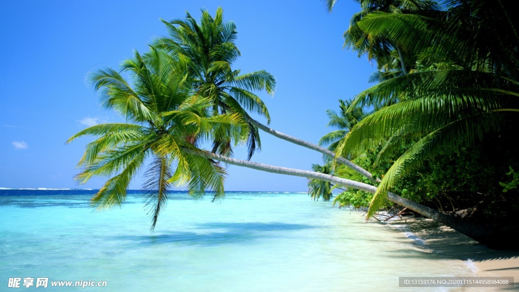 海滩椰子树照片