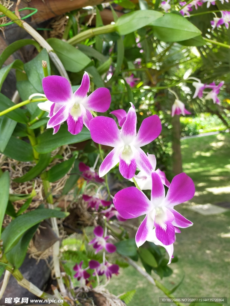 紫色兰花