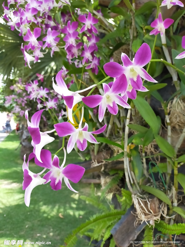 紫色兰花
