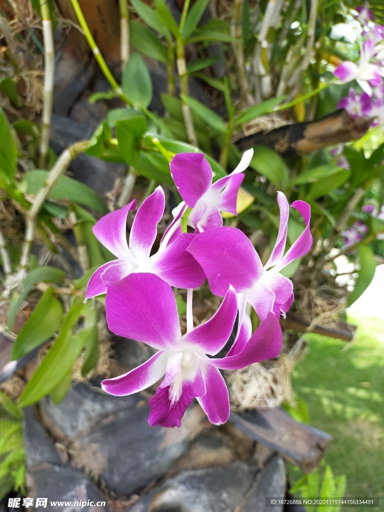 紫色兰花