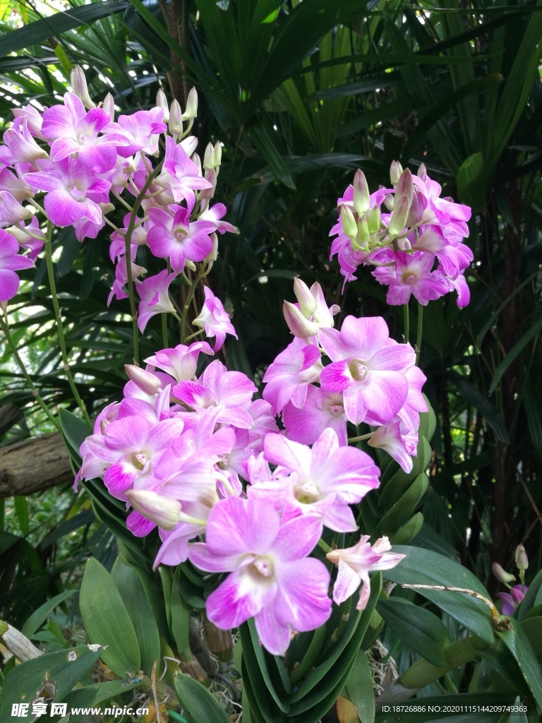 紫色兰花