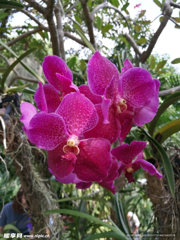 紫色兰花