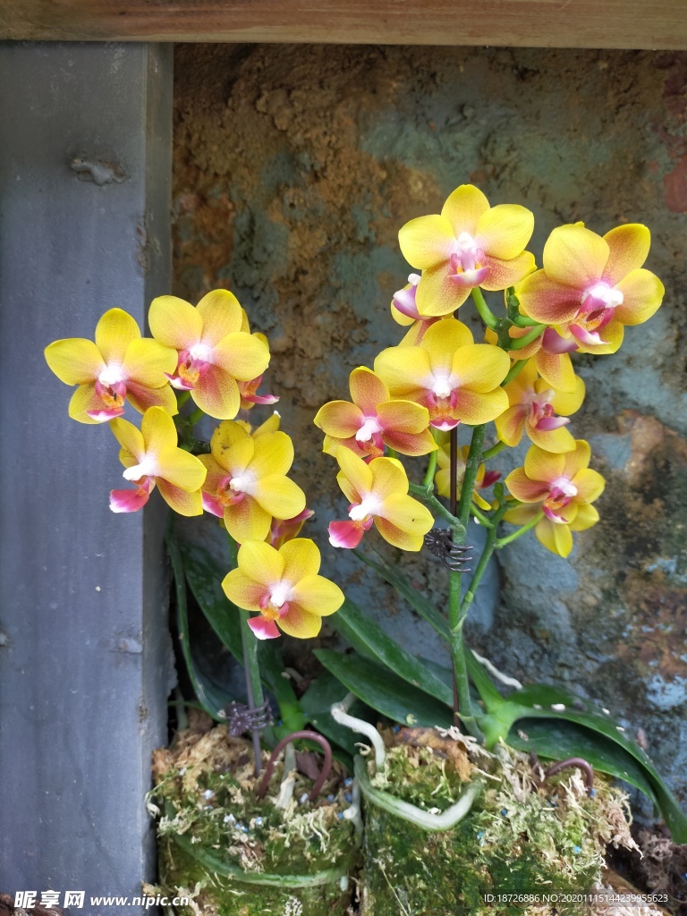 黄色兰花