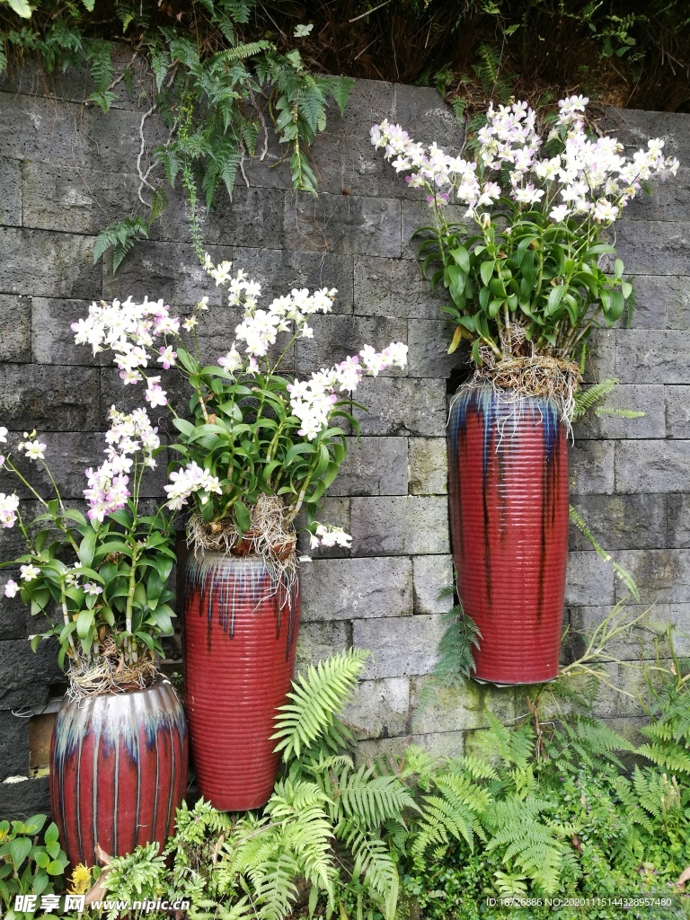 粉色兰花