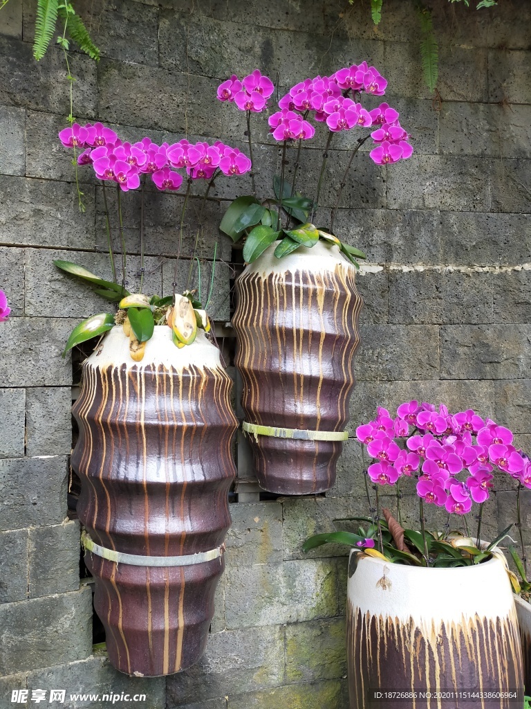 紫色兰花