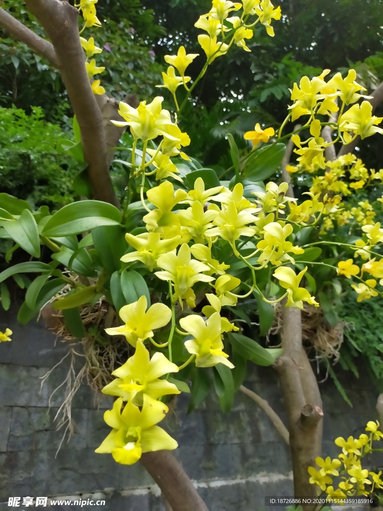 黄色兰花