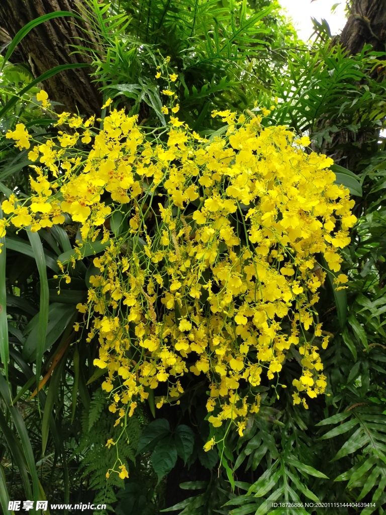 黄色兰花