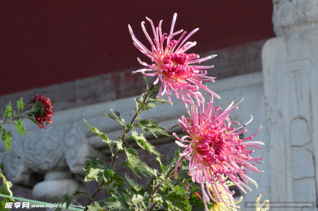 菊花