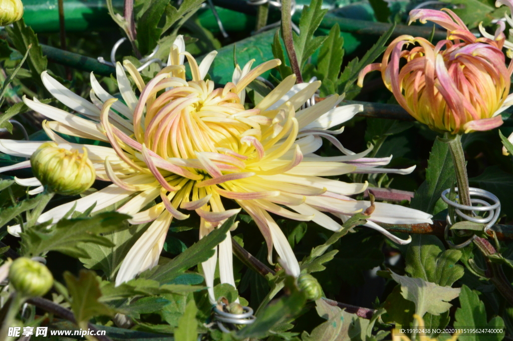 菊花