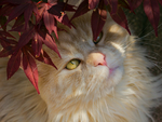 家猫