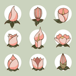 绿植花卉