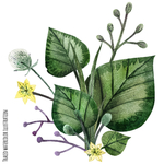 绿植花卉