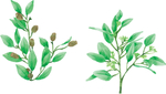 绿植花卉