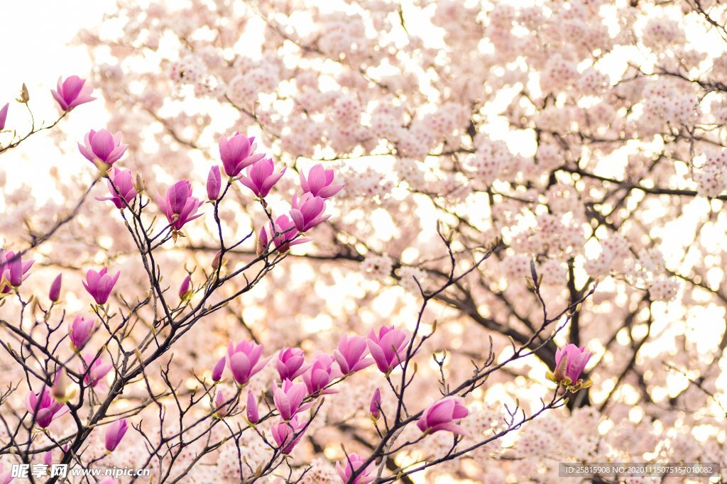玉兰花