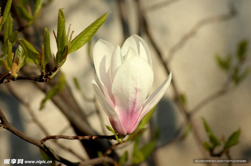 玉兰花