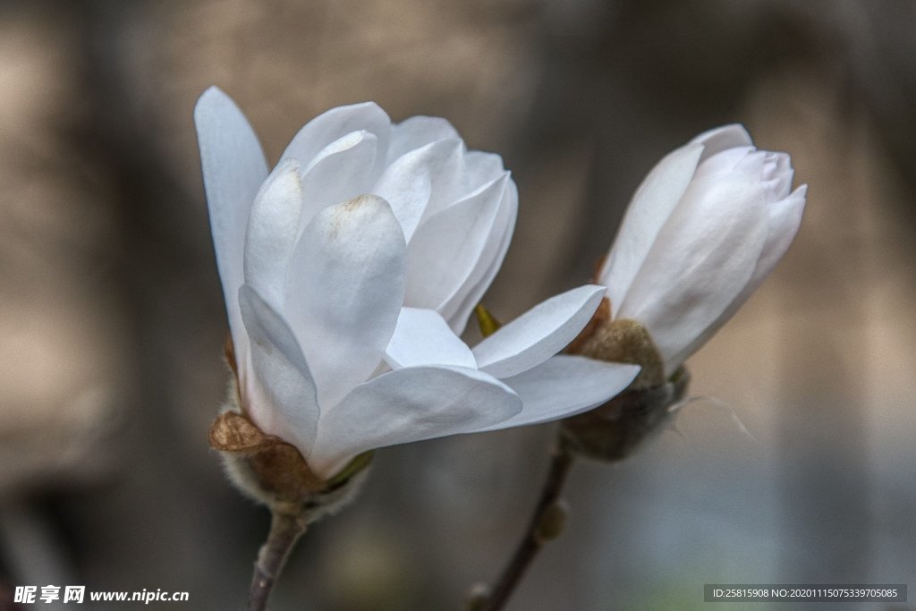 玉兰花