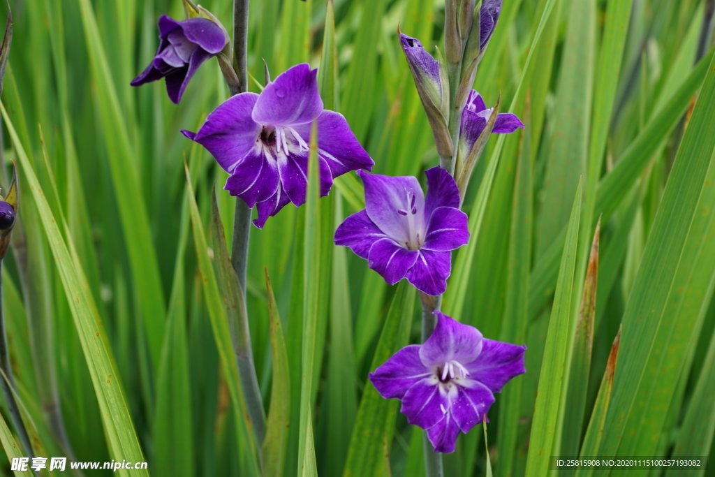 唐菖蒲花
