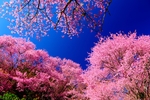 日本樱花
