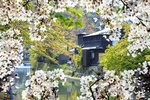 日本樱花