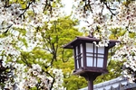 日本樱花
