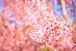 日本樱花