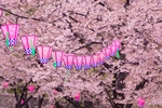 日本樱花