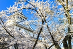 日本樱花