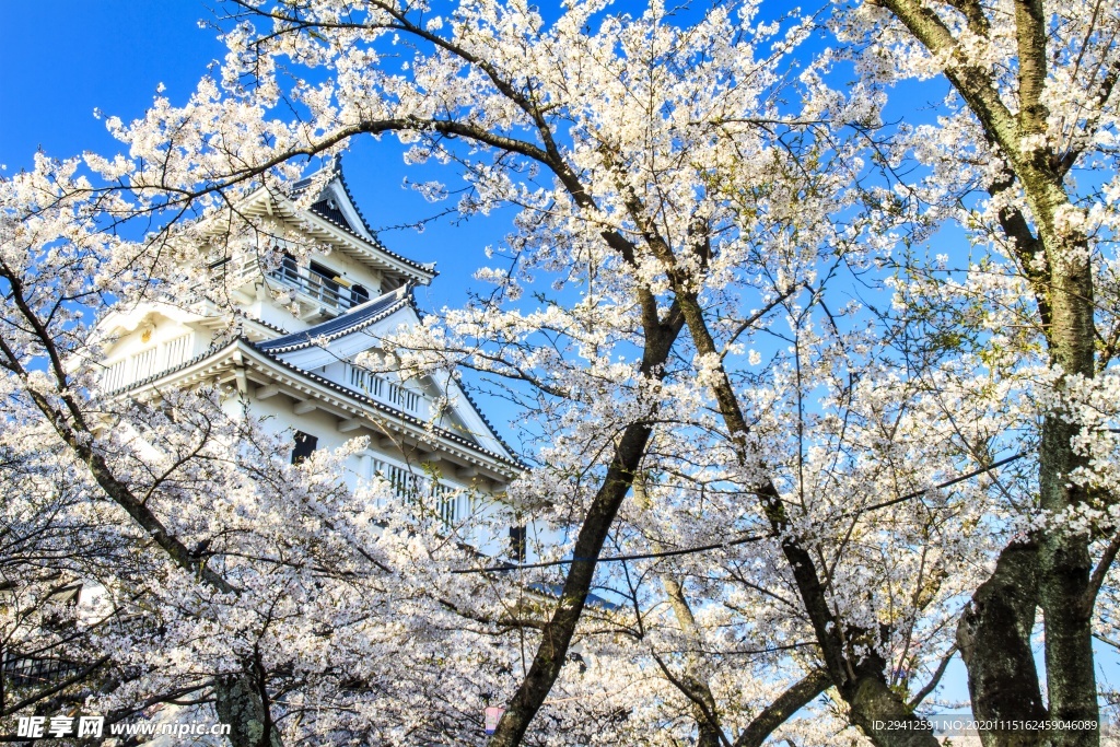 日本樱花