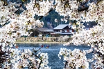 日本樱花