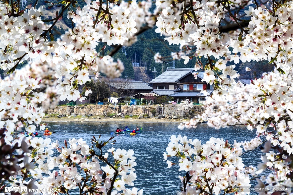 日本樱花