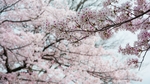 日本樱花