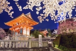 日本樱花